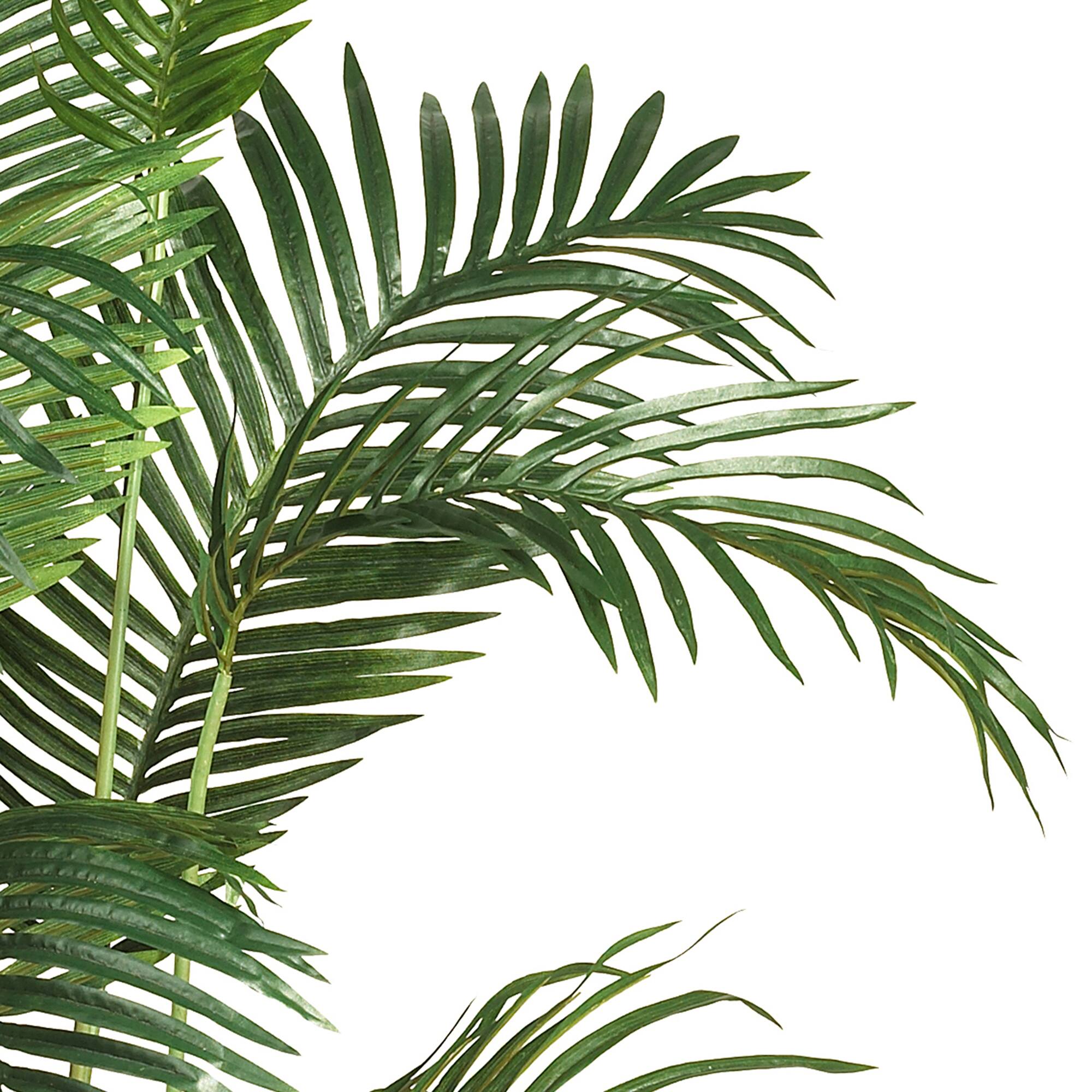 6ft. Potted Paradise Palm